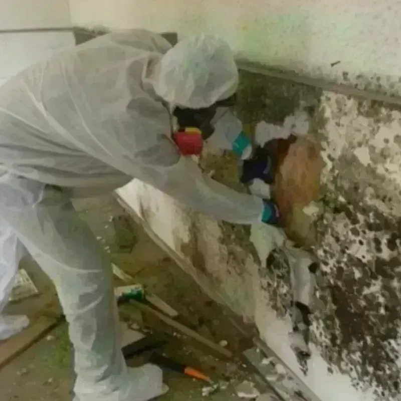 Mold Remediation and Removal in Fort Irwin, CA